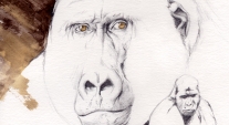 Gorilla 